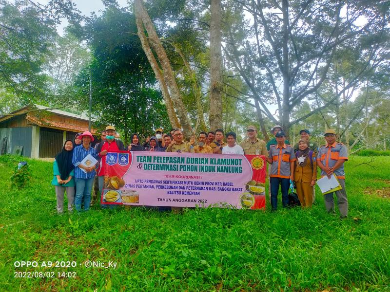 Bangka Belitung Kebut Klamunod Dilepas Menjadi Durian Unggul 