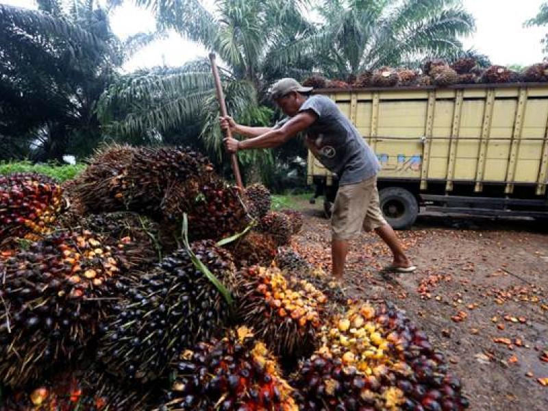 Harga TBS Kelapa Sawit Terus Menguat, Sentuh Angka Rp 2.527 Per Kilogram 