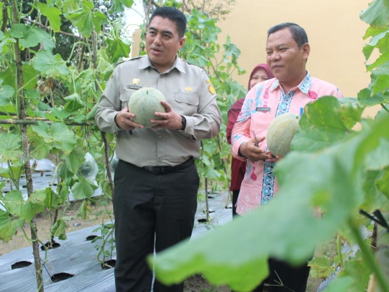 Kepala Dinas Pertanian Babel dan Kepala Bapeltan Lampung Panen Melon dan Motivasi Penyuluh Pertanian Pangkalan Baru 