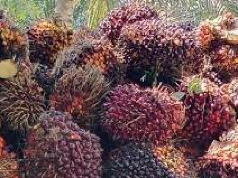 Harga TBS Sawit di Tingkat Petani Sentuh Angka Dua Ribu Rupiah Per Kilogram