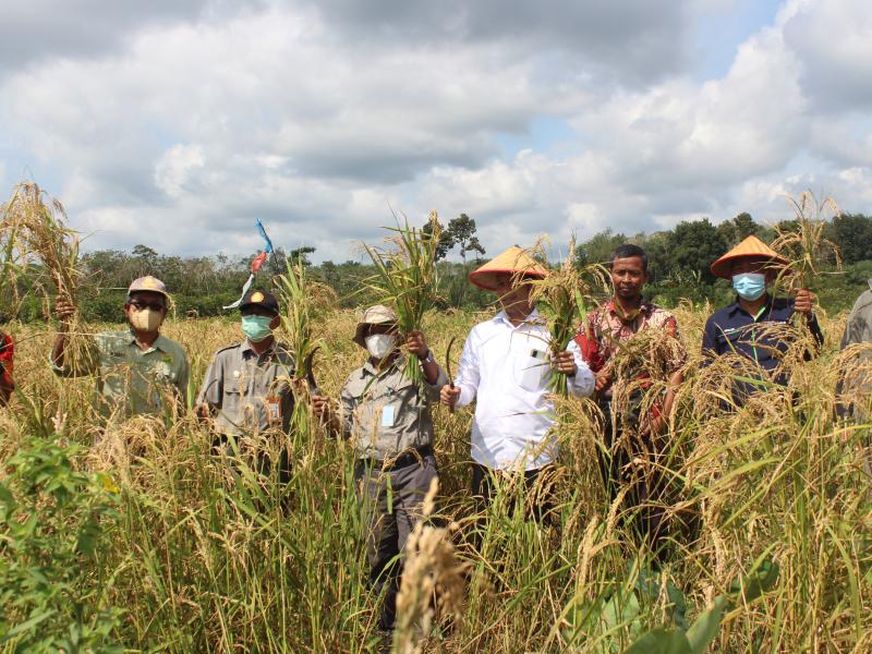 Sawah Rias Jadi Lokasi Sekolah Lapang Inovasi Teknologi Pertanian Tahun Ini