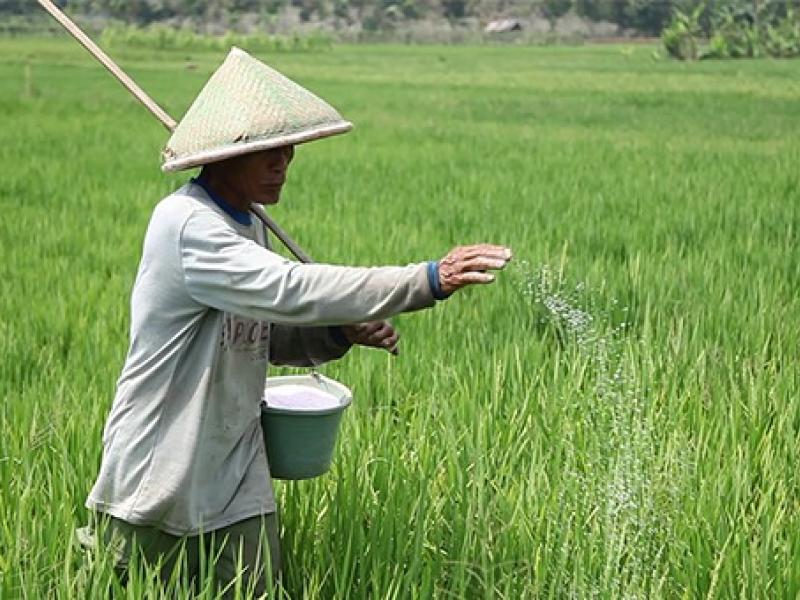 Pupuk Subsidi Cuma Untuk Sembilan Komoditi, Penyuluh Pertanian Diminta Cermat Saat Verifikasi