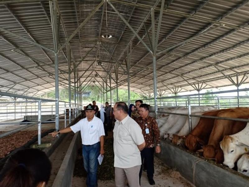 Integrasi Sapi – Sawit, Strategi Kurangi Ketergantungan Daging Sapi dengan Luar Daerah 