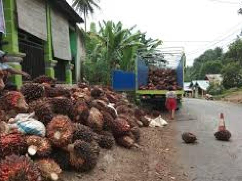 Awal Tahun, Harga TBS Kelapa Sawit Semakin Menguat