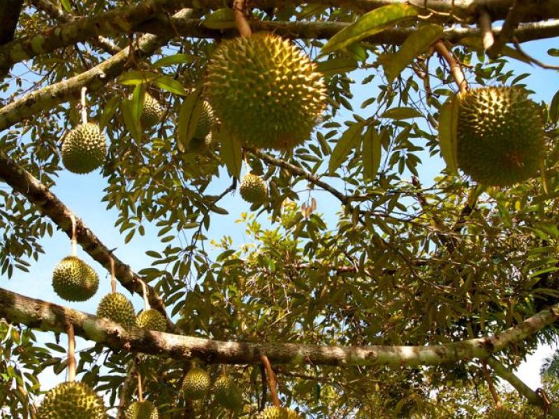 Dinas Pertanian Babel Kembangkan Durian Lokal 10 Hektar di Desa Rajik