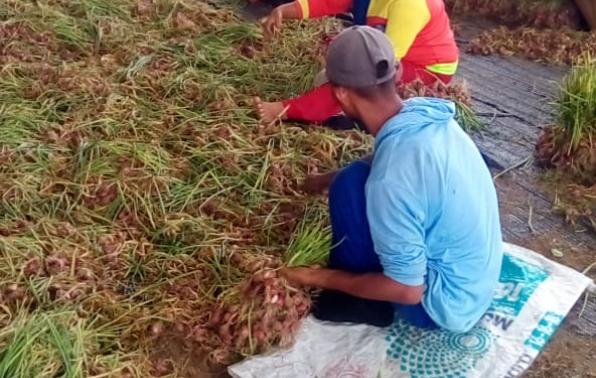 Para pekerja menyortir benih bawang merah usai dipanen di UPTD Balai Benih Pertanian, Selasa (24/12)