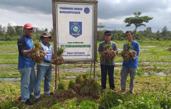 Kepala Dinas Pertanian Provinsi Kepulauan Bangka Belitung Juaidi Rusli SP MP (kedua dari kiri) didampingi sejumlah pejabat terkait di lingkungan Dinas Pertanian Provinsi Kepulauan Bangka Belitung melakukan panen benih bawang merah di UPTD Balai Benih Pertanian, Selasa (24/12)