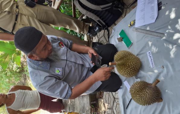 Karakterisasi buah dalam rangkaian proses peredaran Durian Klamunod menjadi varietas nasional. Foto: Amelia. Teks: Han Arifin