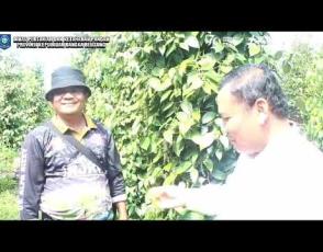 Embedded thumbnail for Lada Putih Bangka, Ada Asa Kembali Berjaya 