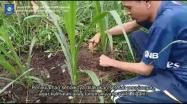 Embedded thumbnail for Penerapan Informasi &amp;amp; Edukasi Penyuluhan Hijauan Pakan di Provinsi Kepulauan Bangka Belitung
